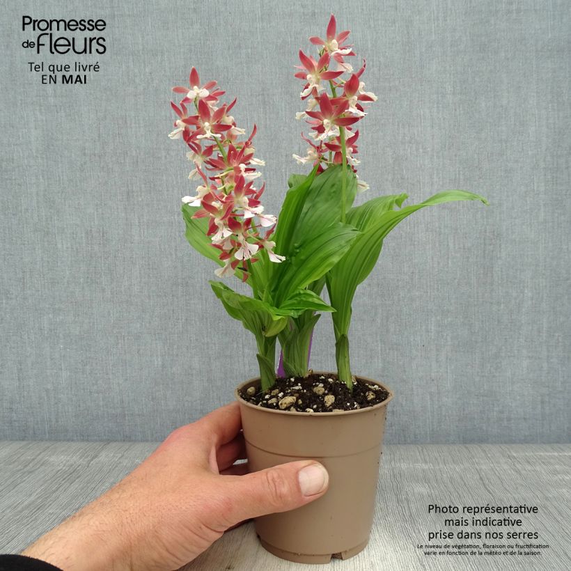 Calanthe Red Sunset - Garden orchid 1L/1.5L pot sample as delivered in spring