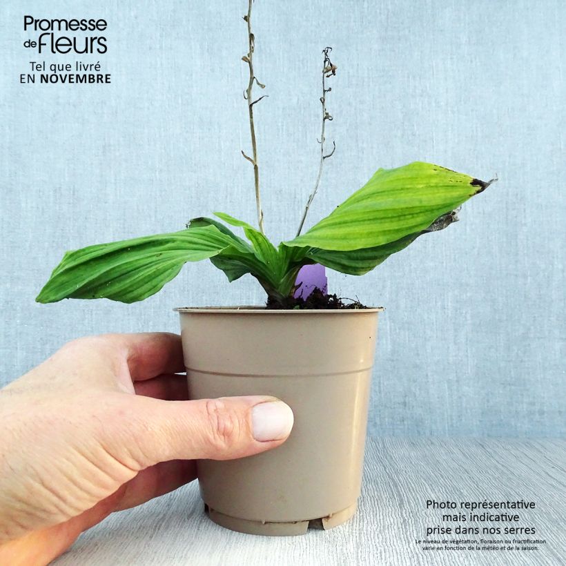 Calanthe reflexa - Garden orchid 1.5L/2L pot size I sample as delivered in autumn