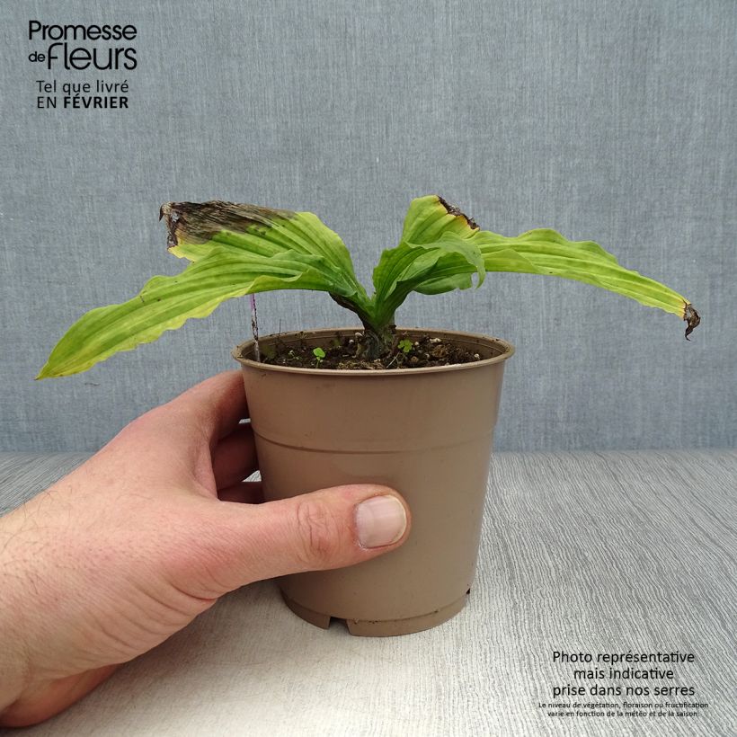 Calanthe reflexa - Garden orchid 1.5L/2L pot size I sample as delivered in winter