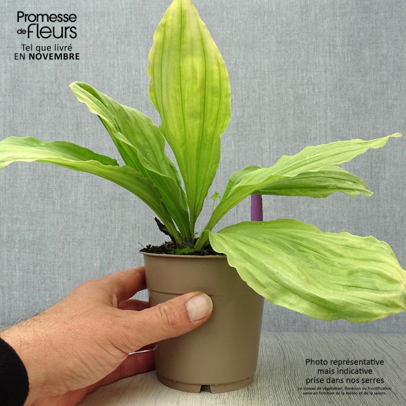 Calanthe sieboldii - Garden orchid 1L/1.5L pot sample as delivered in autumn