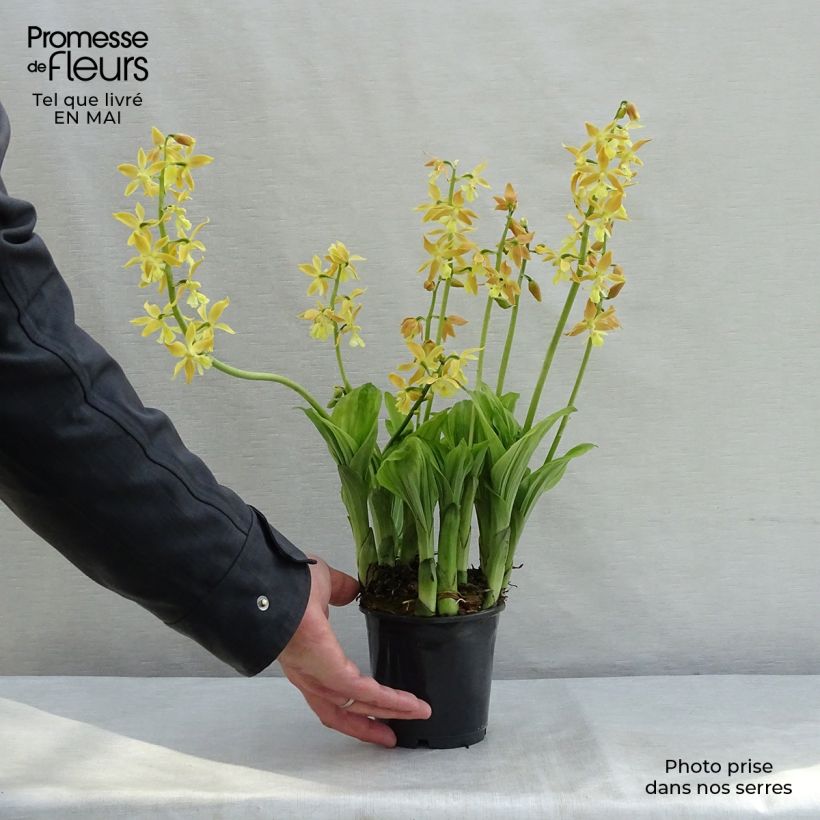 Calanthe sieboldii - Garden orchid 1L/1.5L pot sample as delivered in spring