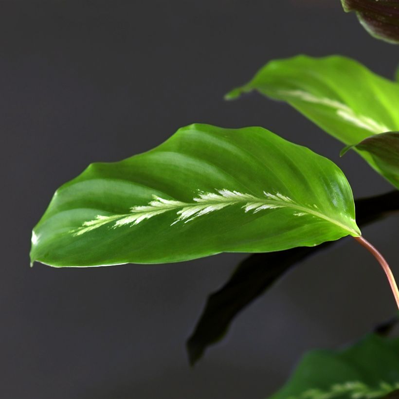 Calathea louisae Maui Queen - Peacock plant (Foliage)