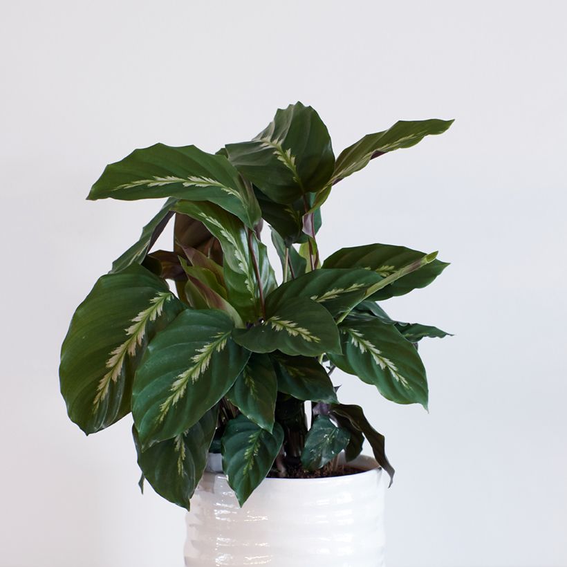 Calathea louisae Maui Queen - Peacock plant (Plant habit)