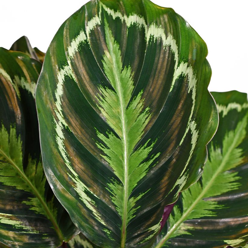 Calathea roseopicta Medallion - Rose-painted calathea (Foliage)