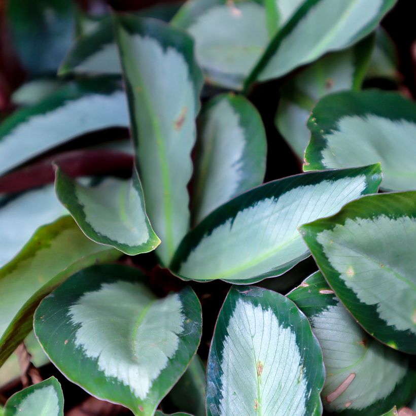 Calathea roseopicta Royal Standard (Foliage)