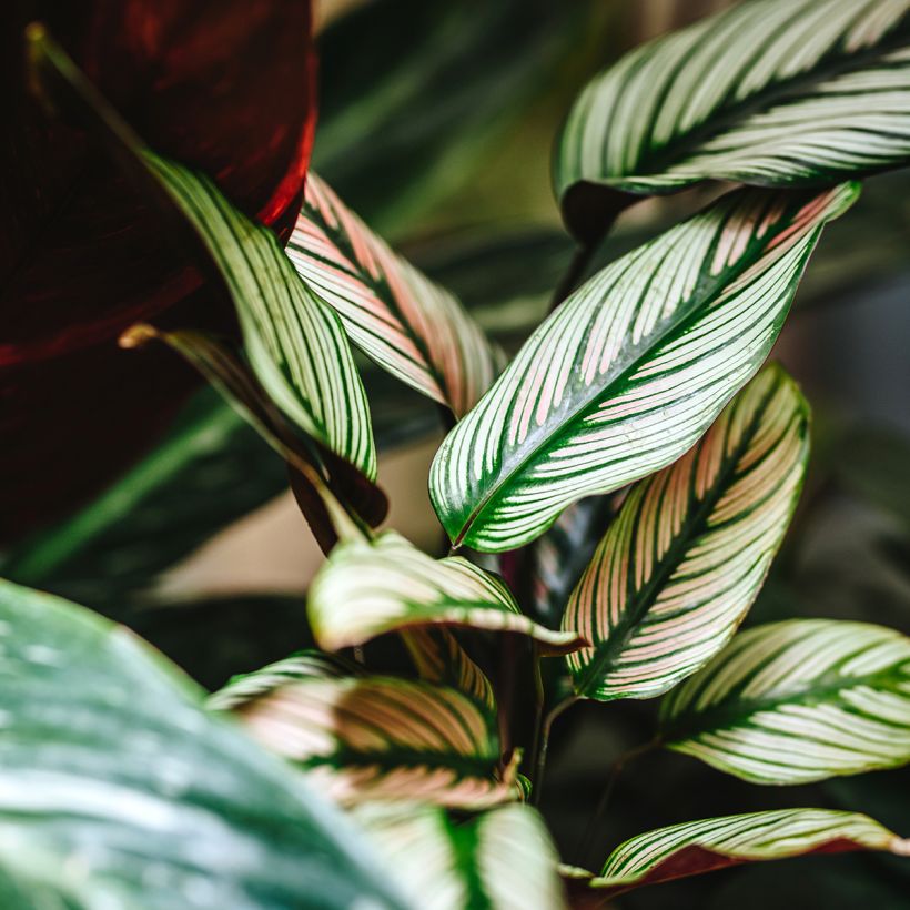 Calathea majestica White Star - Majestic prayer plant (Foliage)