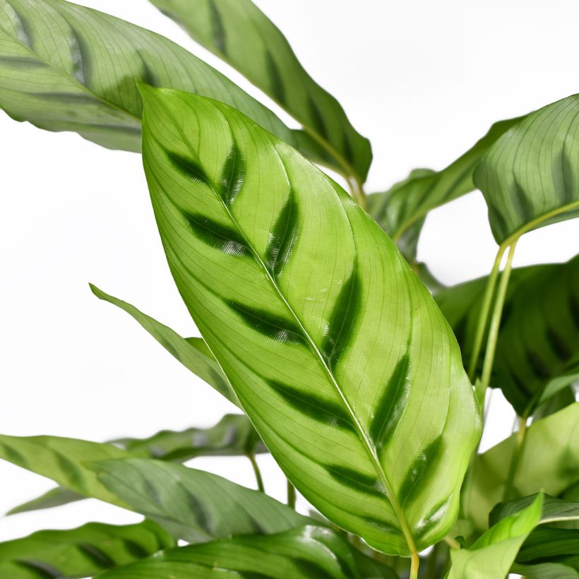 Calathea sanguinea (Foliage)