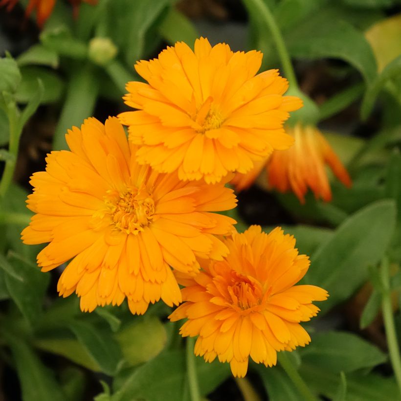 Calendula Powerdaisy Tango - Marigold (Flowering)