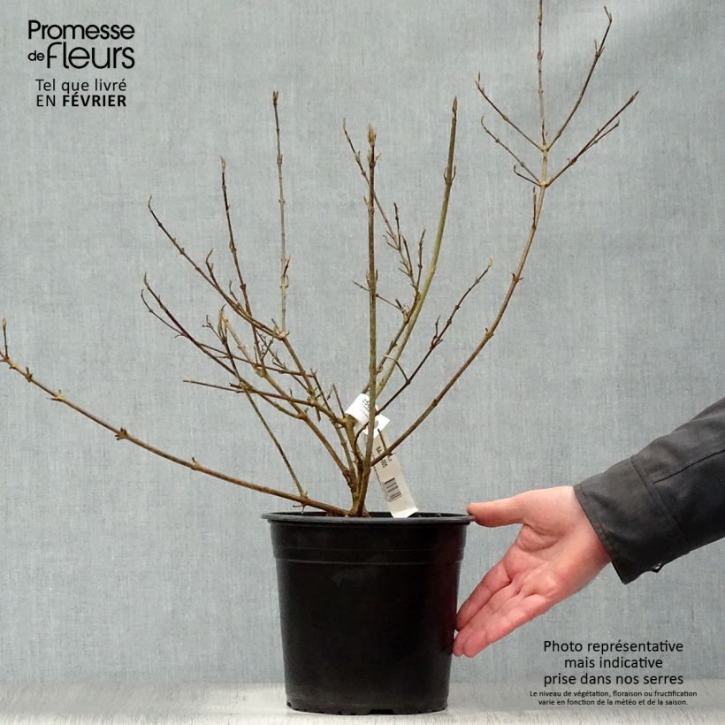 Callicarpa bodinieri Imperial Pearl 3L/4L pot sample as delivered in winter