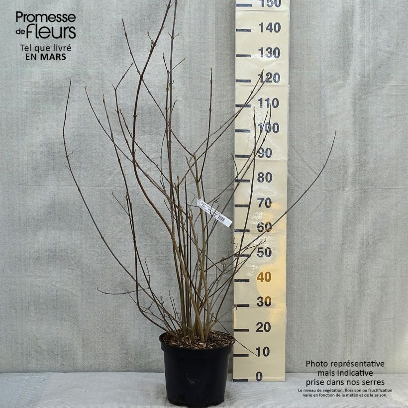 Callicarpa bodinieri Imperial Pearl 7.5L/10L pot sample as delivered in winter