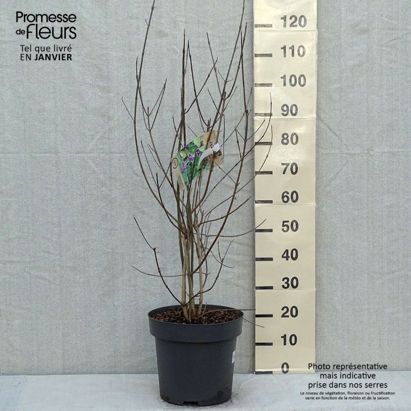 Callicarpa bodinieri var. giraldii Profusion 7.5L/10L pot sample as delivered in winter