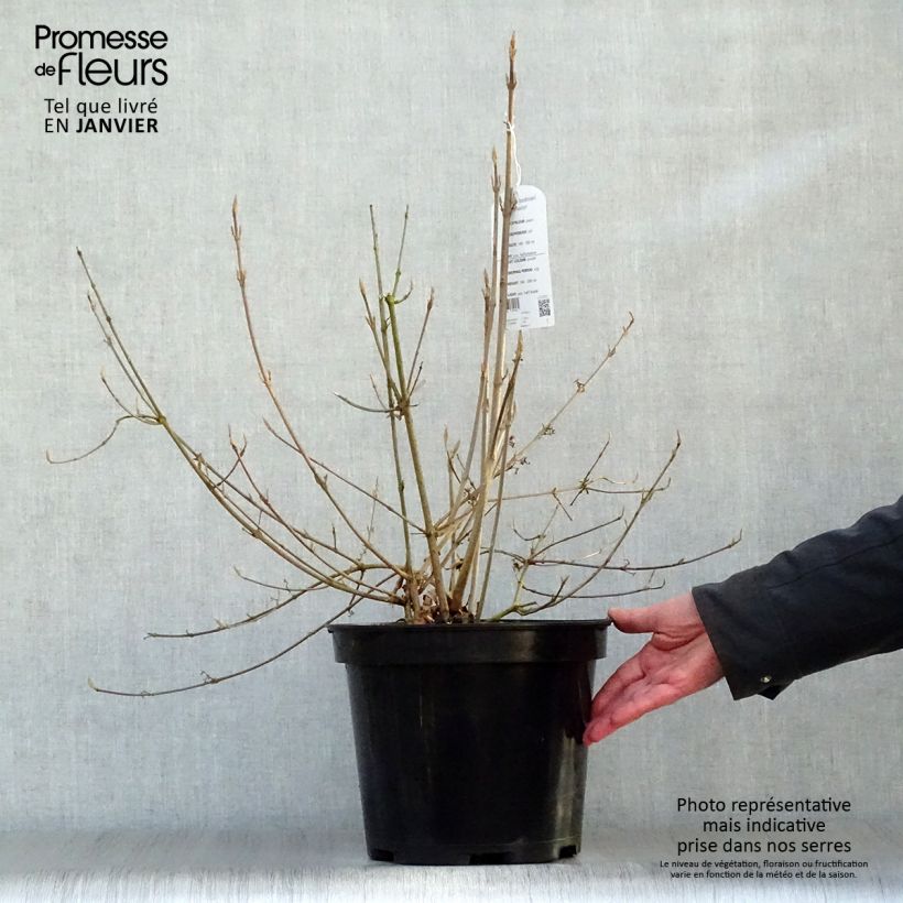 Callicarpa bodinieri var. giraldii Profusion 7.5L/10L pot sample as delivered in winter