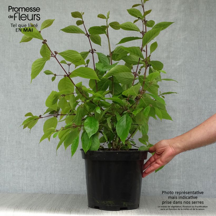 Callicarpa bodinieri var. giraldii Profusion 7.5L/10L pot sample as delivered in spring