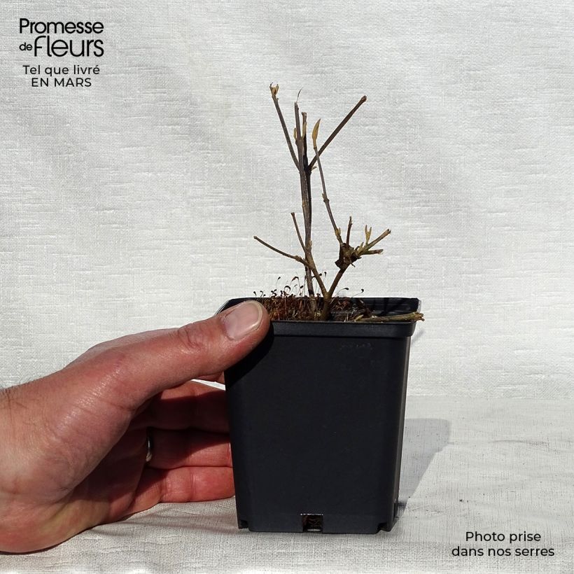 Callicarpa bodinieri var. giraldii Profusion 8/9 cm pot sample as delivered in spring