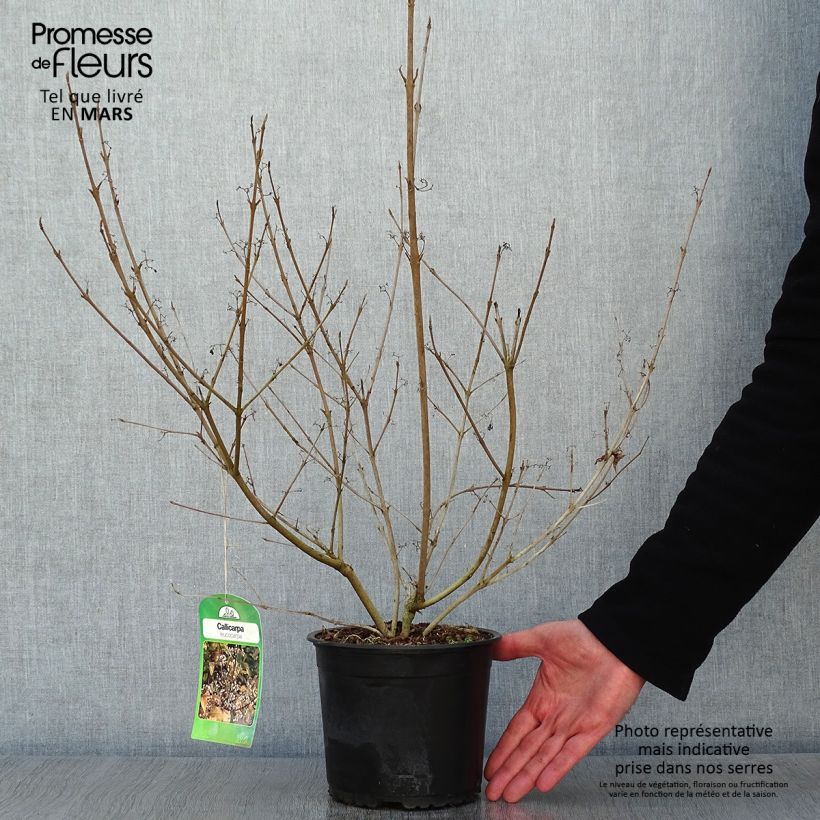 Callicarpa japonica Leucocarpa 2L/3L pot sample as delivered in winter