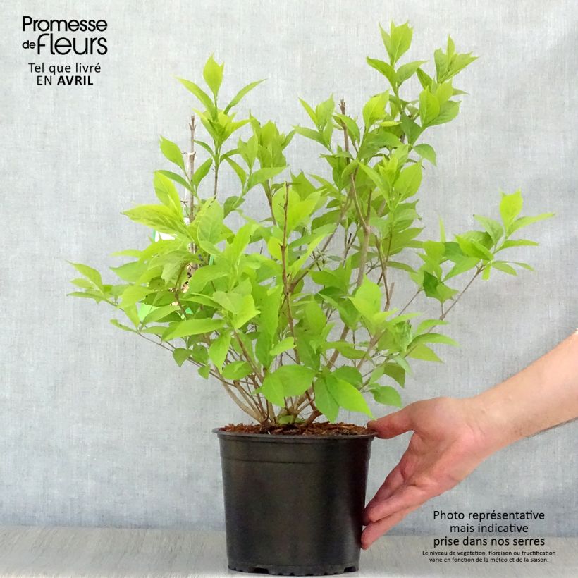 Callicarpa japonica Leucocarpa 2L/3L pot sample as delivered in spring