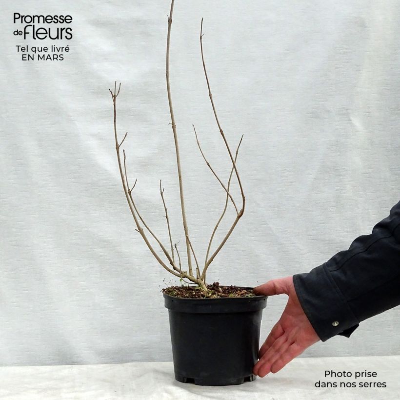 Callicarpa kwangtungensis 2L/3L pot sample as delivered in spring