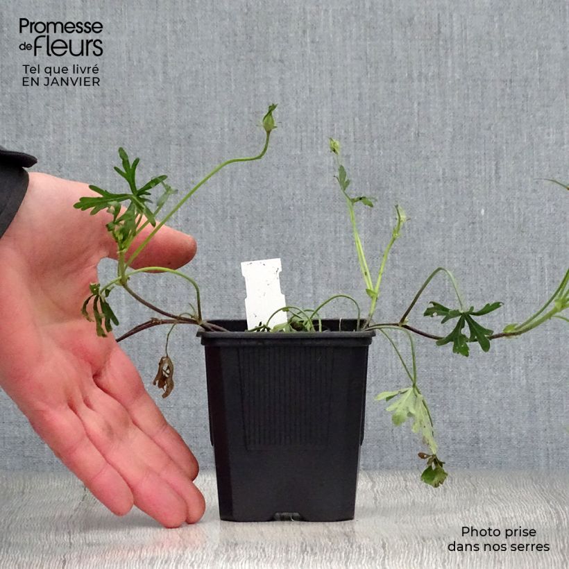 Callirhoe involucrata - Winecup 8/9 cm pot sample as delivered in winter