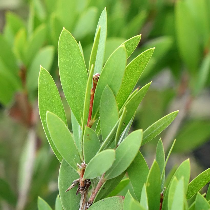 Callistemon viminalis Inferno - Bottlebrush (Foliage)