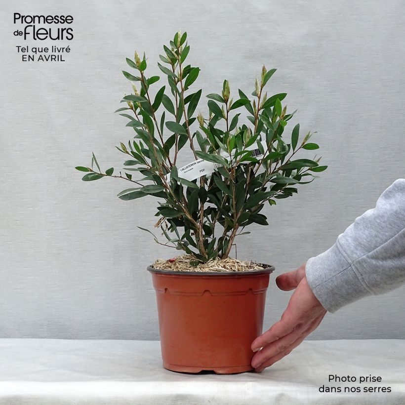 Callistemon laevis - Bottlebrush 1.5L/2L pot sample as delivered in spring