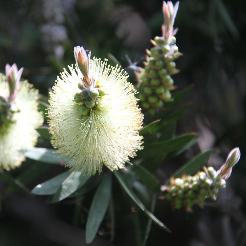 Callistemon citrinus Albus - Bottlebrush (Flowering)