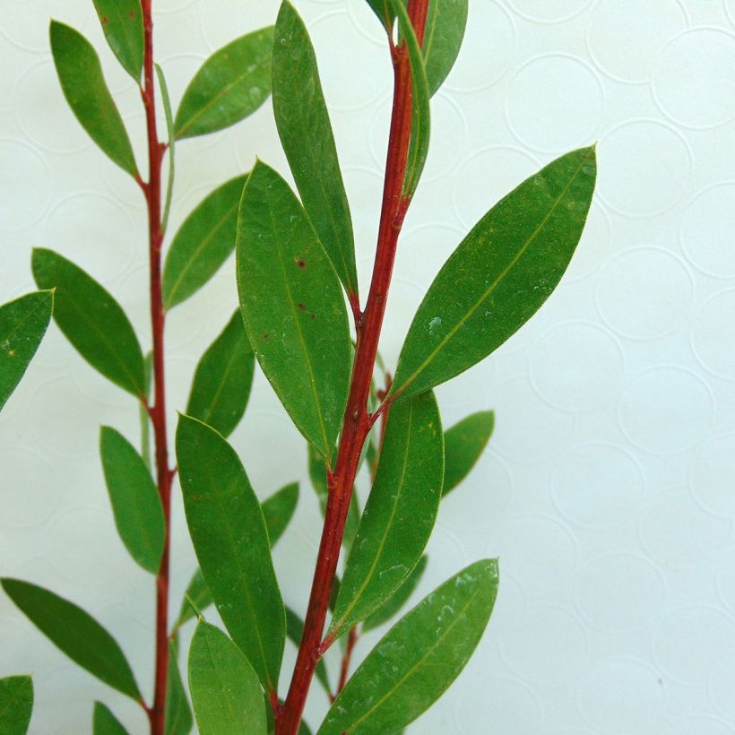 Callistemon citrinus Burgundy - Bottlebrush (Foliage)