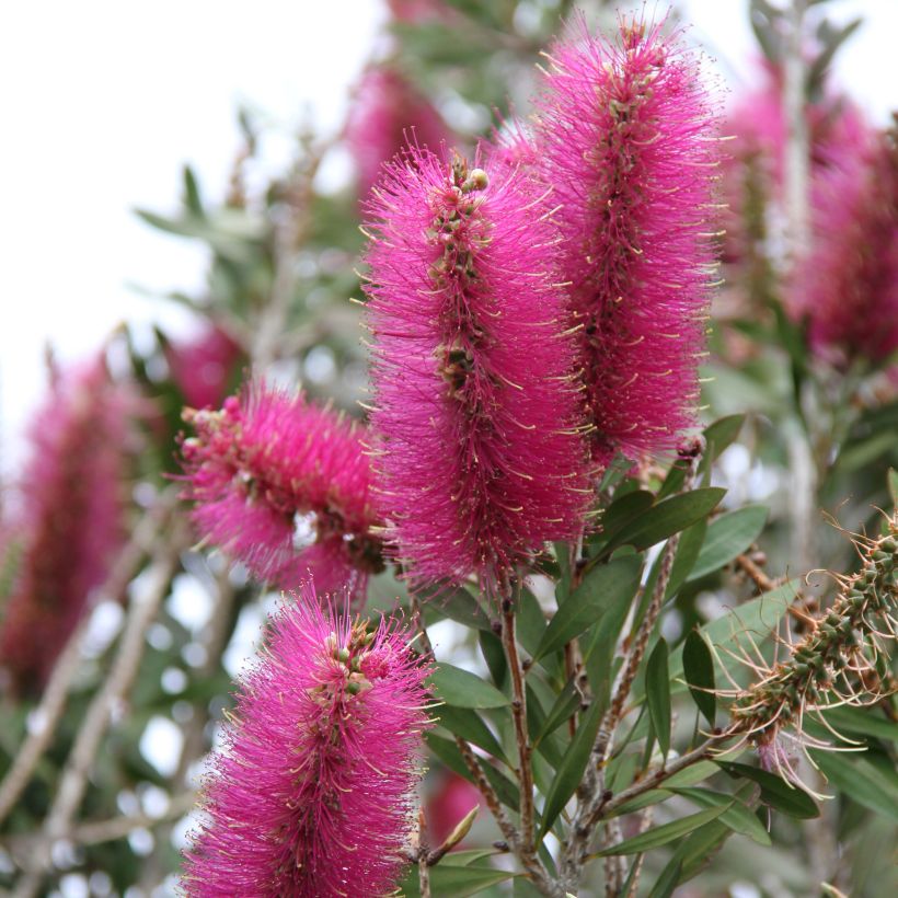 Callistemon citrinus Mauve Mist - Bottlebrush (Flowering)