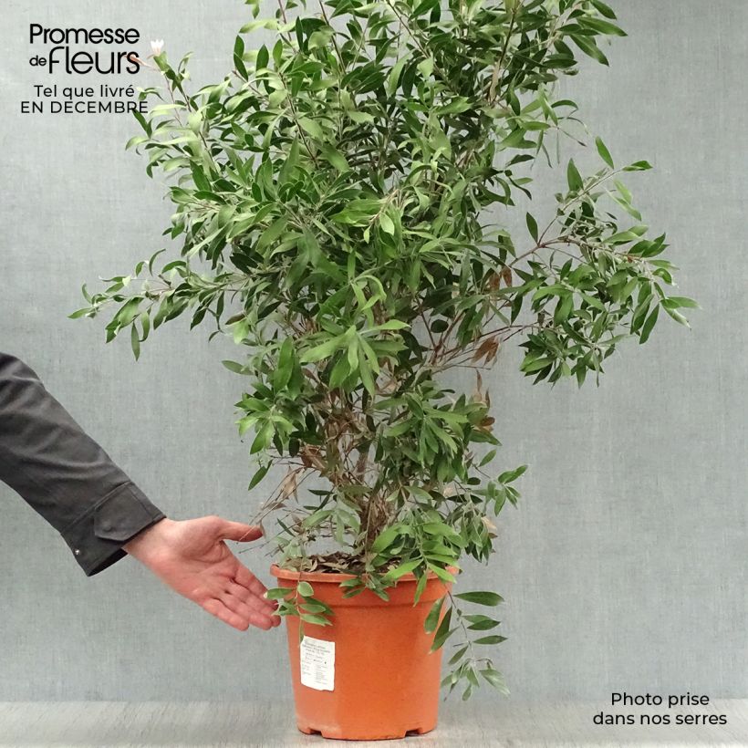 Callistemon citrinus Splendens - Bottlebrush 7.5L/10L pot sample as delivered in winter