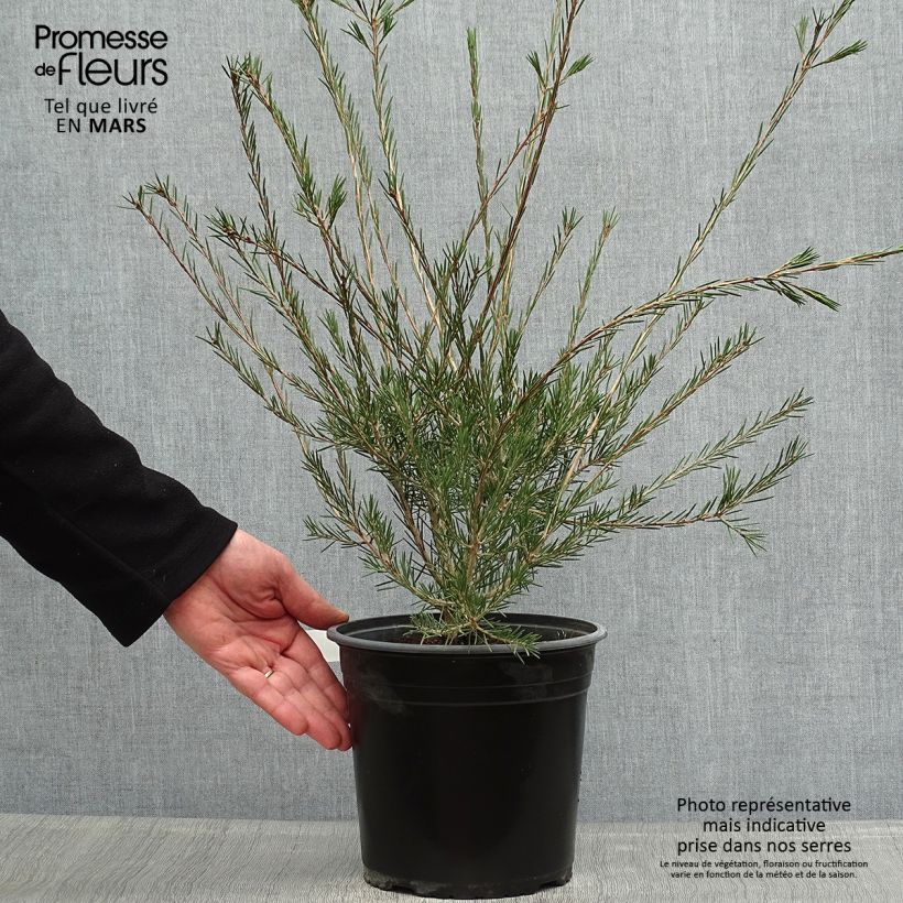 Callistemon pityoides Widdicombe Gem - Bottlebrush 4L/5L pot sample as delivered in spring