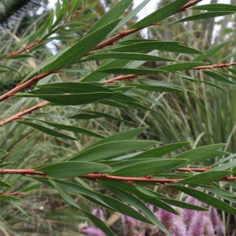 Callistemon salignus White - Bottlebrush (Foliage)