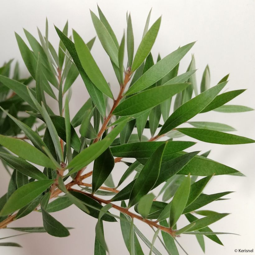 Callistemon salignus Perth Pink - Bottlebrush (Foliage)