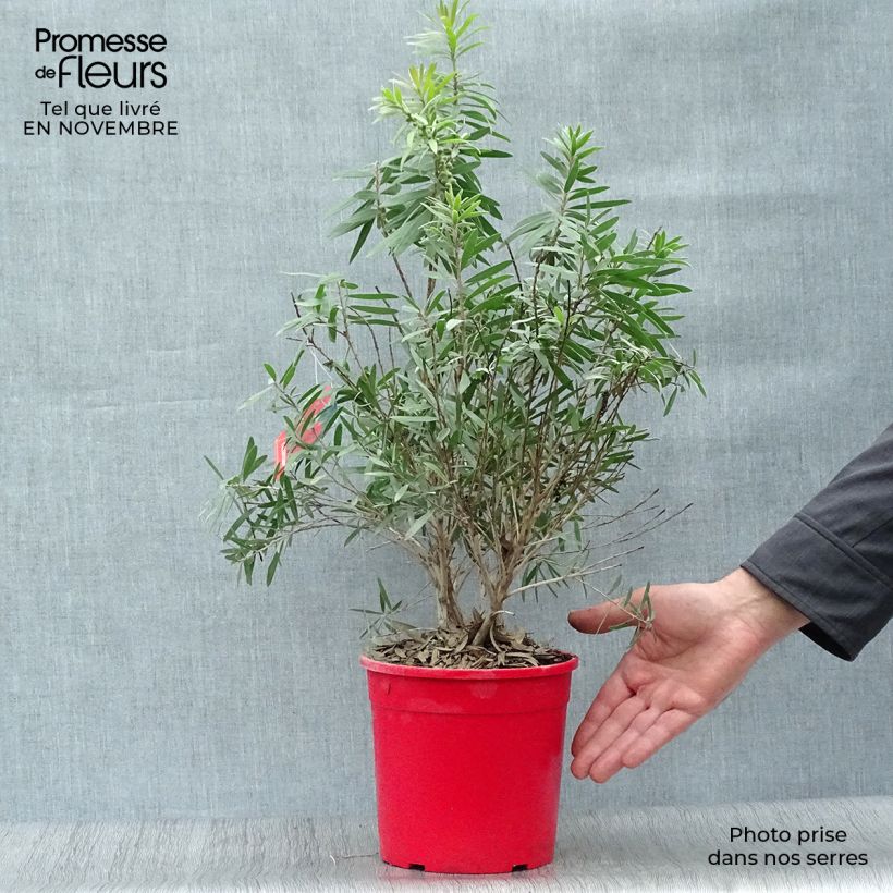 Callistemon viminalis Captain Cook - Bottlebrush 2L/3L pot sample as delivered in autumn