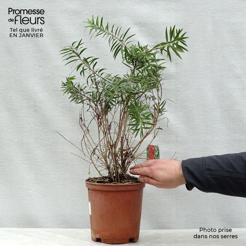 Callistemon viminalis Captain Cook - Bottlebrush 2L/3L pot sample as delivered in winter