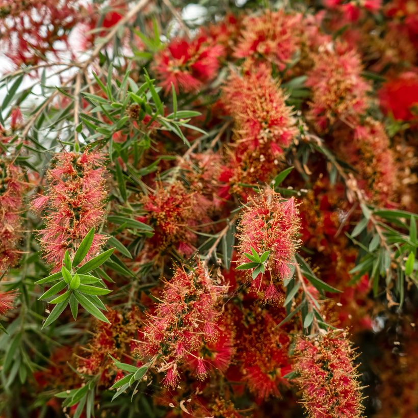 Callistemon viminalis Captain Cook - Bottlebrush (Flowering)