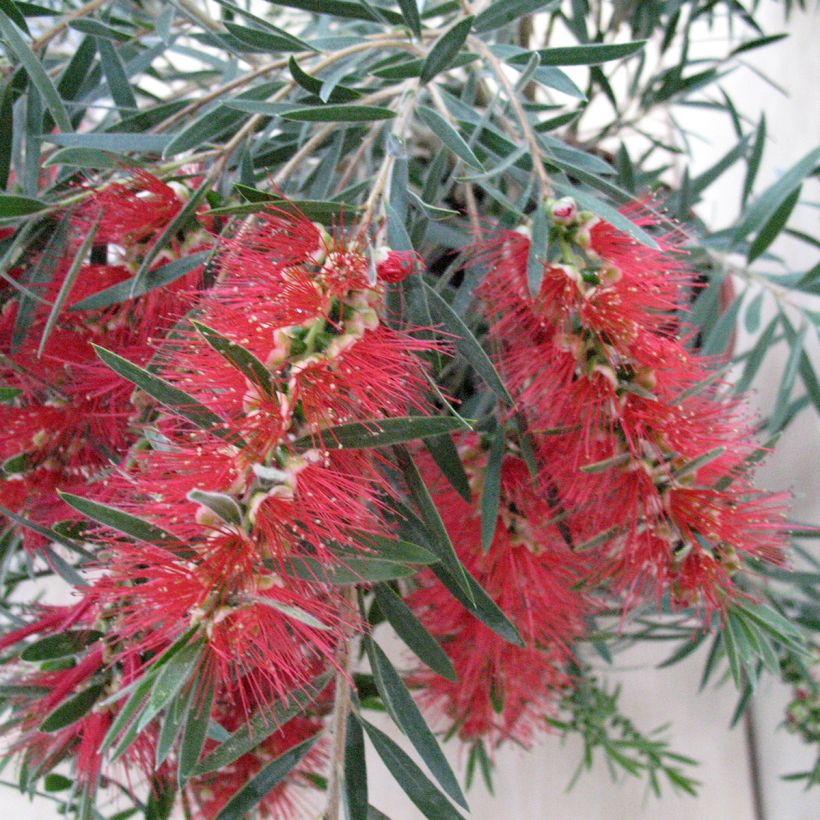 Callistemon viminalis Hannah Ray - Weeping bottlebrush (Flowering)
