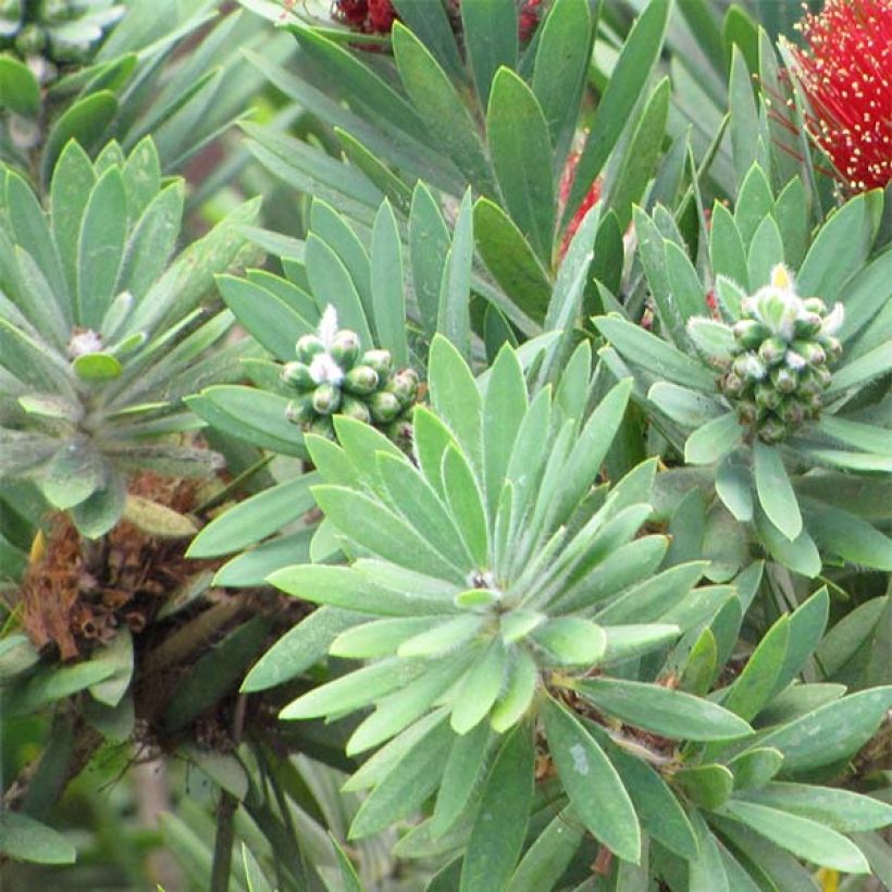 Callistemon viminalis Hot Pink - Bottlebrush (Foliage)