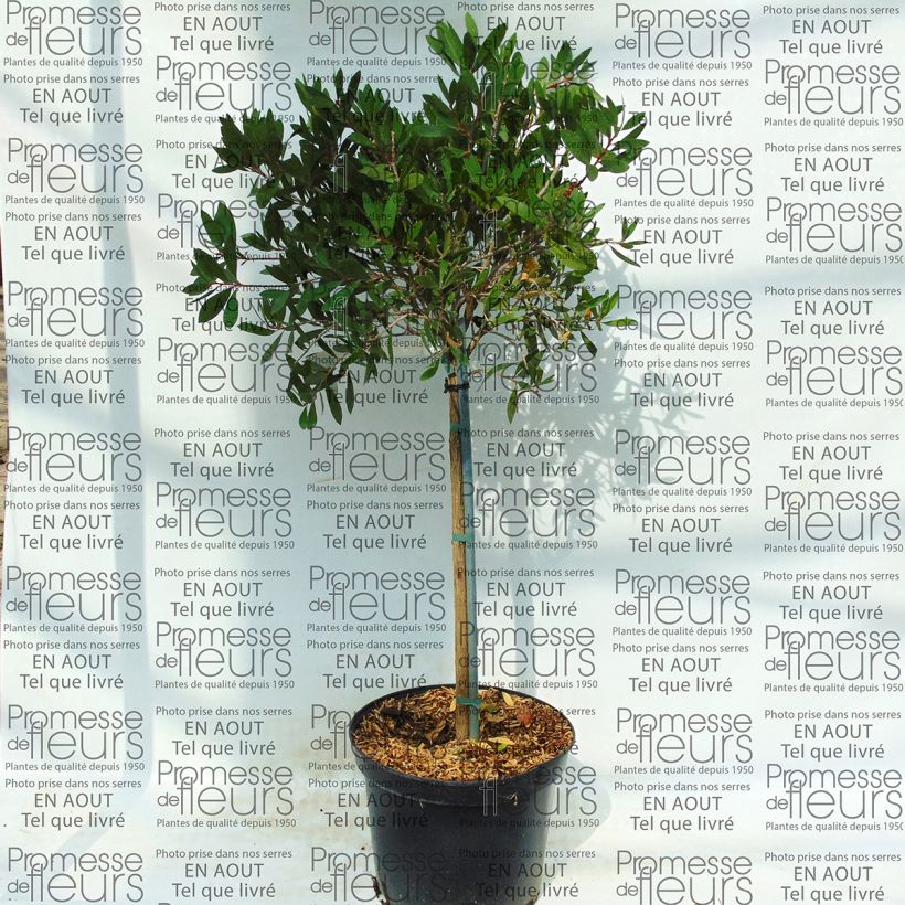 Example of Callistemon viminalis - Bottlebrush 4L/5L pot specimen as delivered
