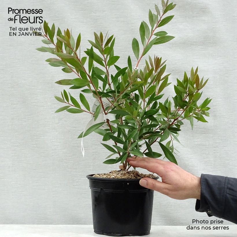 Callistemon laevis - Bottlebrush 1.5L/2L pot sample as delivered in winter