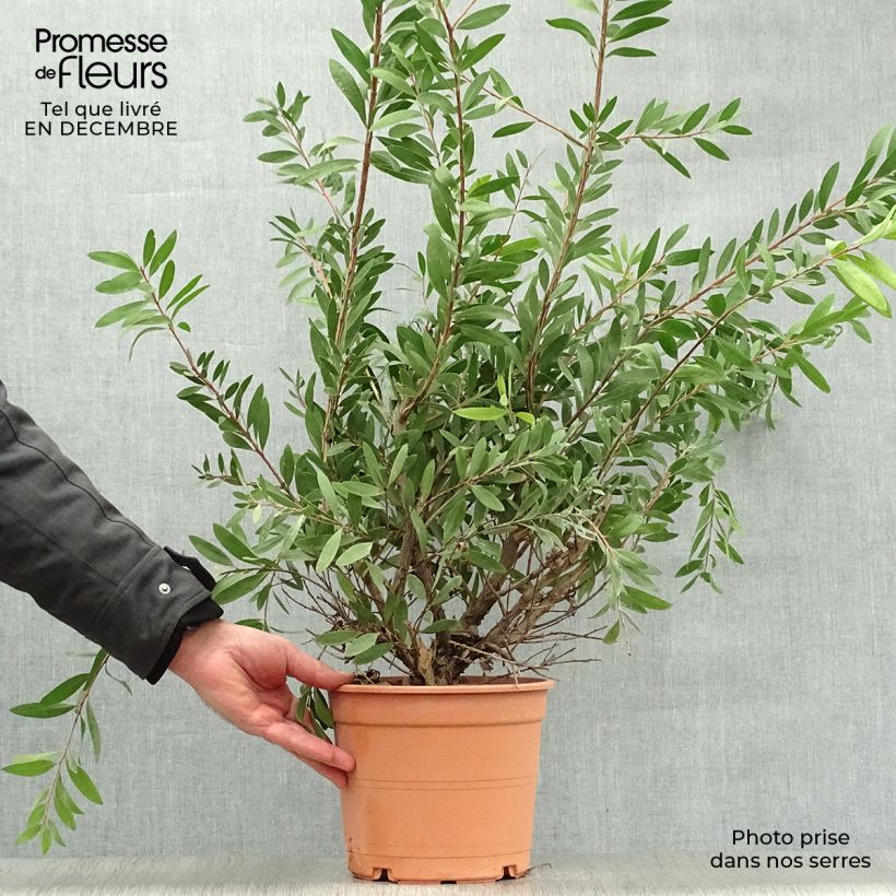 Callistemon laevis - Bottlebrush 3L/4L pot sample as delivered in winter