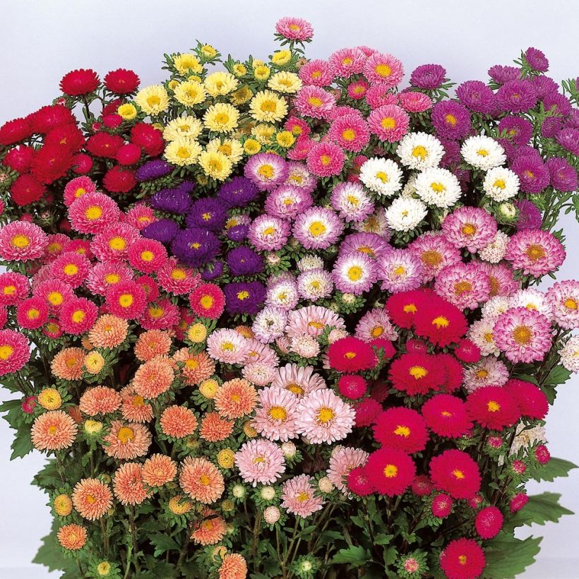 Callistephus chinensis Matsumoto Mix (Flowering)