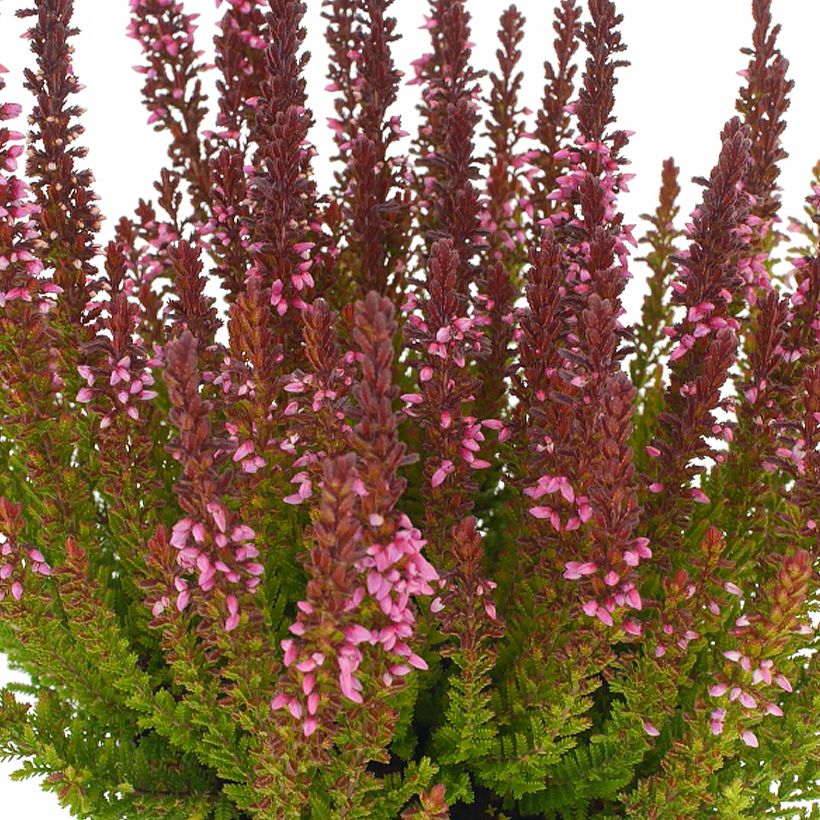 Calluna vulgaris Garden Girls Zorina - Heather (Flowering)