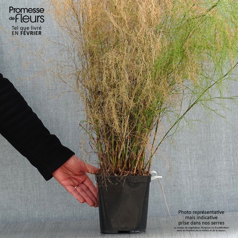 Calopsis paniculata - Paniculate restio 2L/3L pot sample as delivered in winter