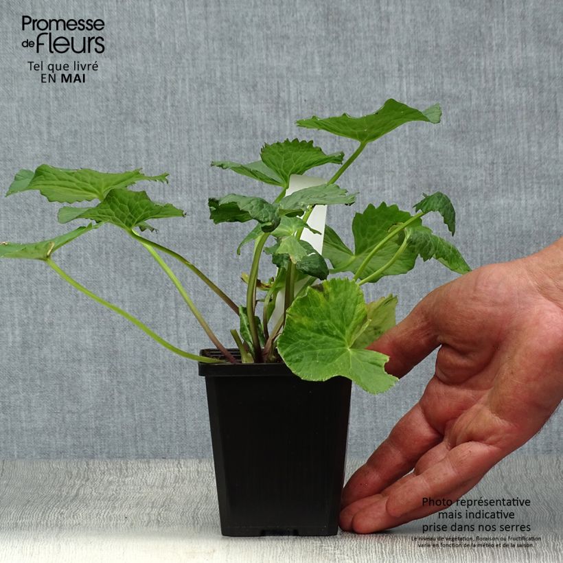 Caltha palustris Plena 8/9 cm pot sample as delivered in spring