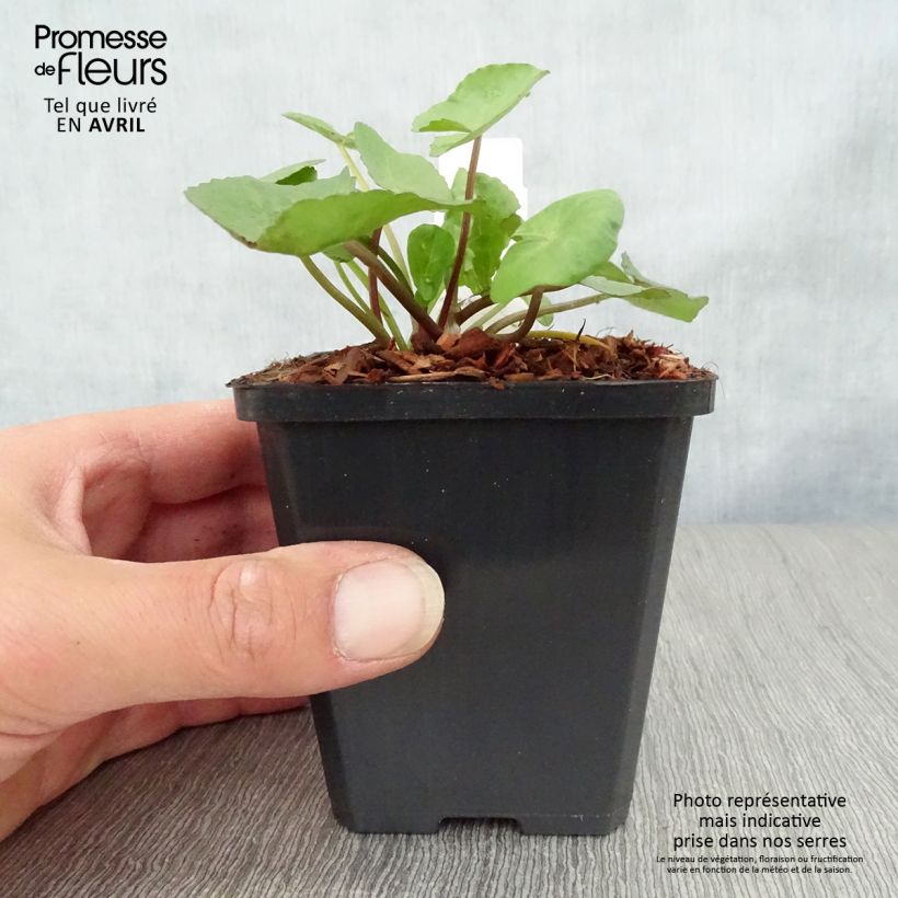 Caltha palustris Polypetala 8/9 cm pot sample as delivered in spring