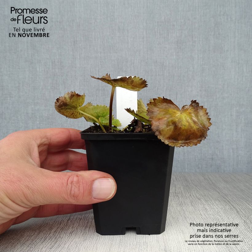 Caltha palustris var. alba 8/9 cm pot sample as delivered in autumn