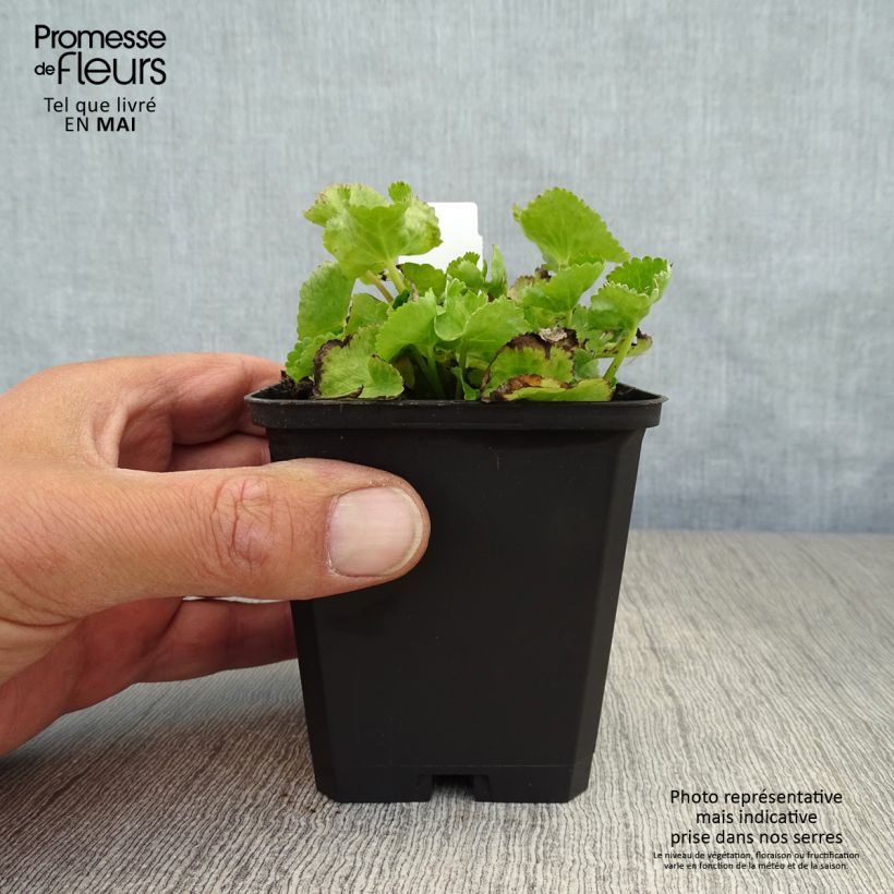 Caltha palustris var. alba 8/9 cm pot sample as delivered in spring