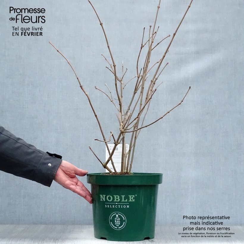 Calycanthus Venus- Sweetshrub 7.5L/10L pot sample as delivered in winter