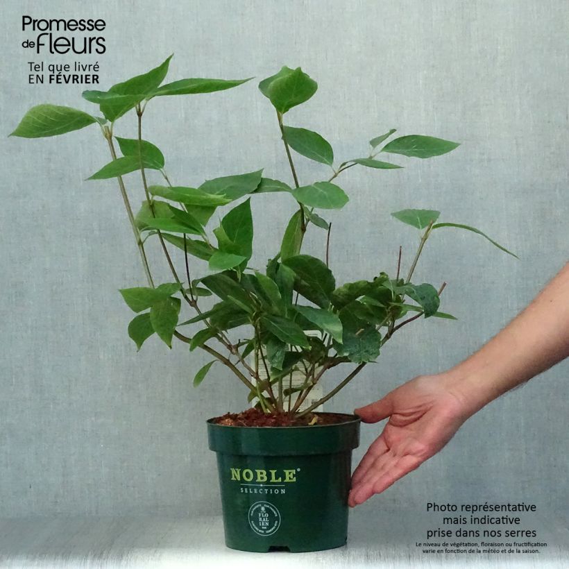 Calycanthus Venus- Sweetshrub 3L/4L pot sample as delivered in autumn