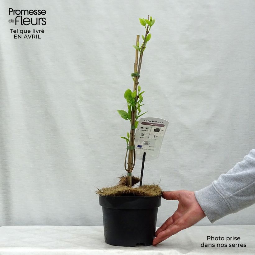 Calycanthus Venus- Sweetshrub 3L/4L pot sample as delivered in spring