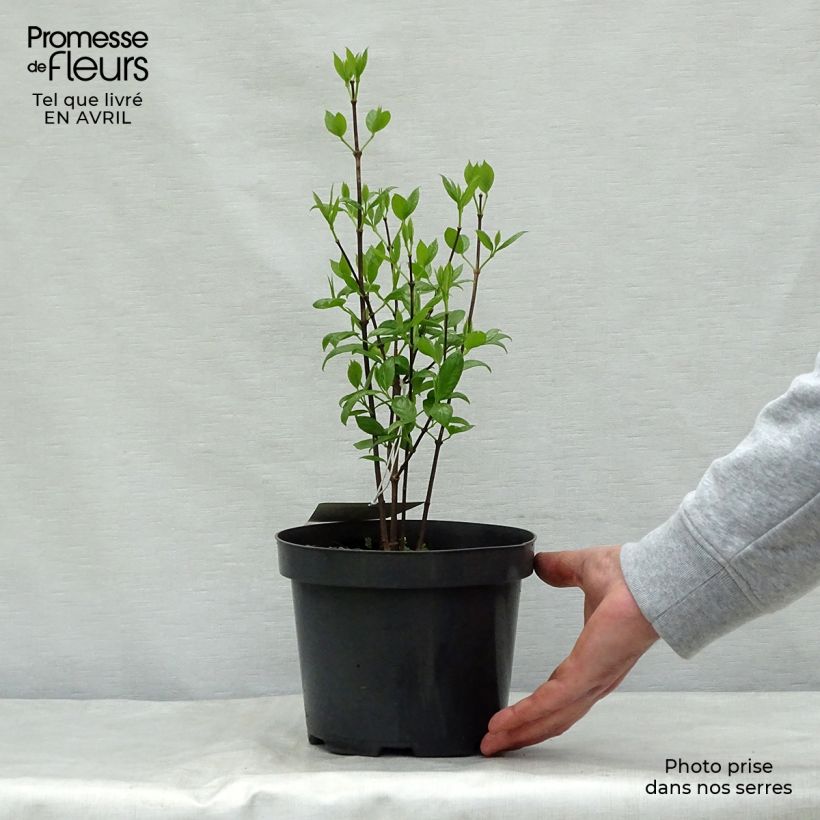 Calycanthus floridus - Sweetshrub 2L/3L pot sample as delivered in spring